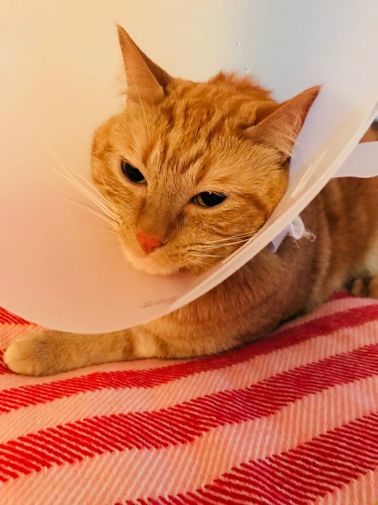 cat pissed off about wearing the cone