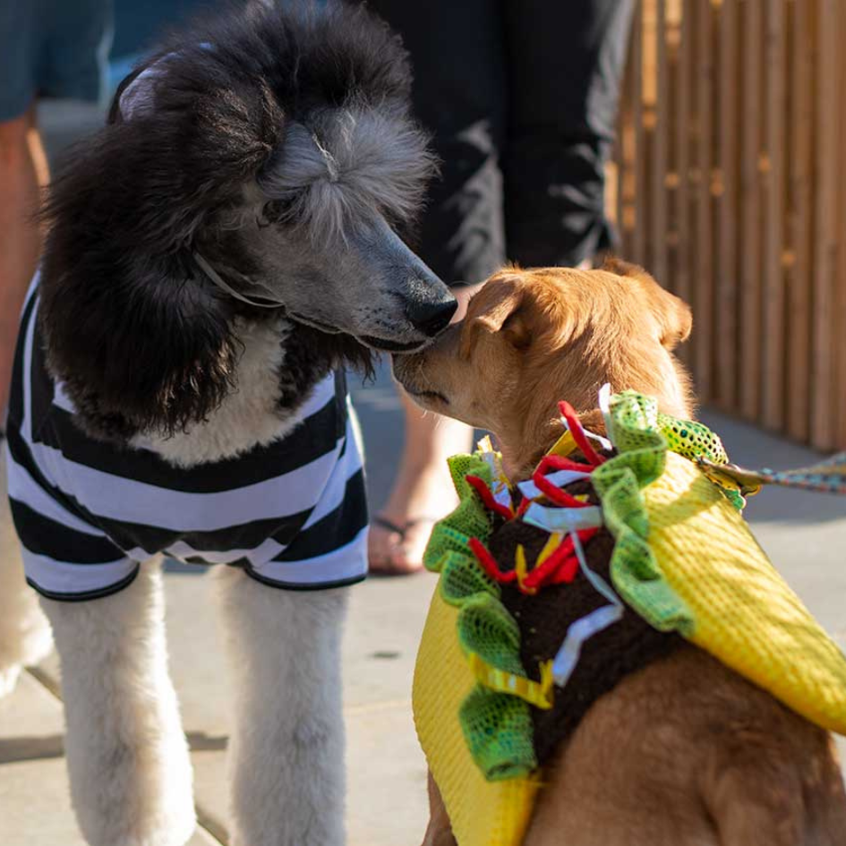 two dogs in costumes sniffing noses