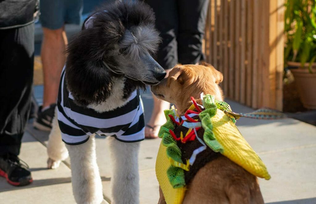shangrila-fair-oaks-yappy-hour-front-street-animal-shelter-halloween-contest-2019-photo-by-chrysti-tovani-4339-low-res