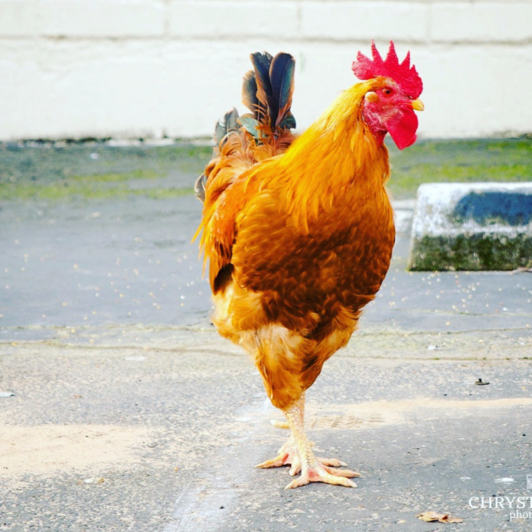 orange rooster