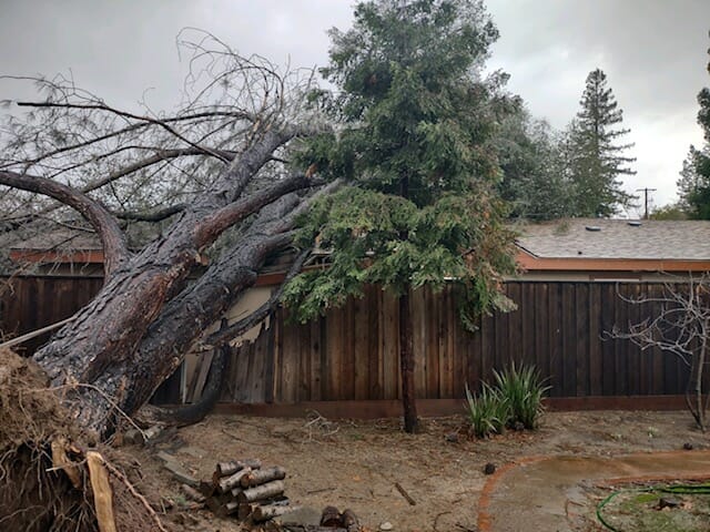 the redwood tree from the neighbors yard laying across the roof of their home