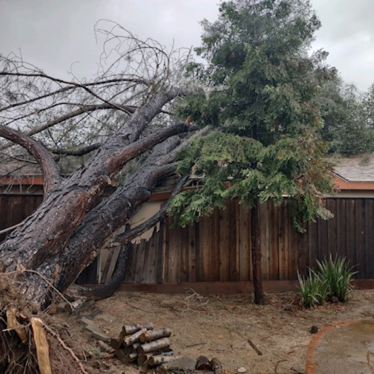 tree fallen over on house