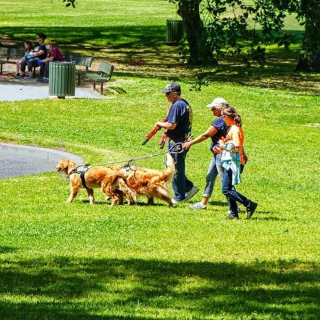 norcal golden retriever rescue robin gostovich