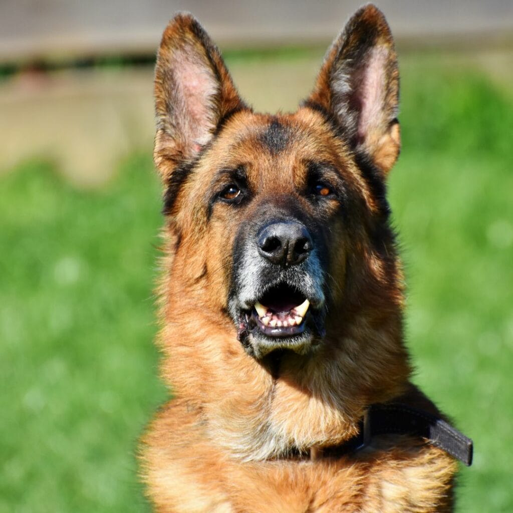 german shepard