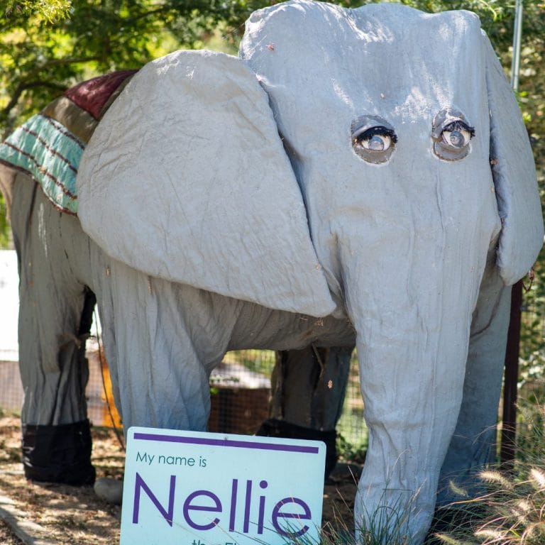 photo of nellie the elephant in fair oaks california