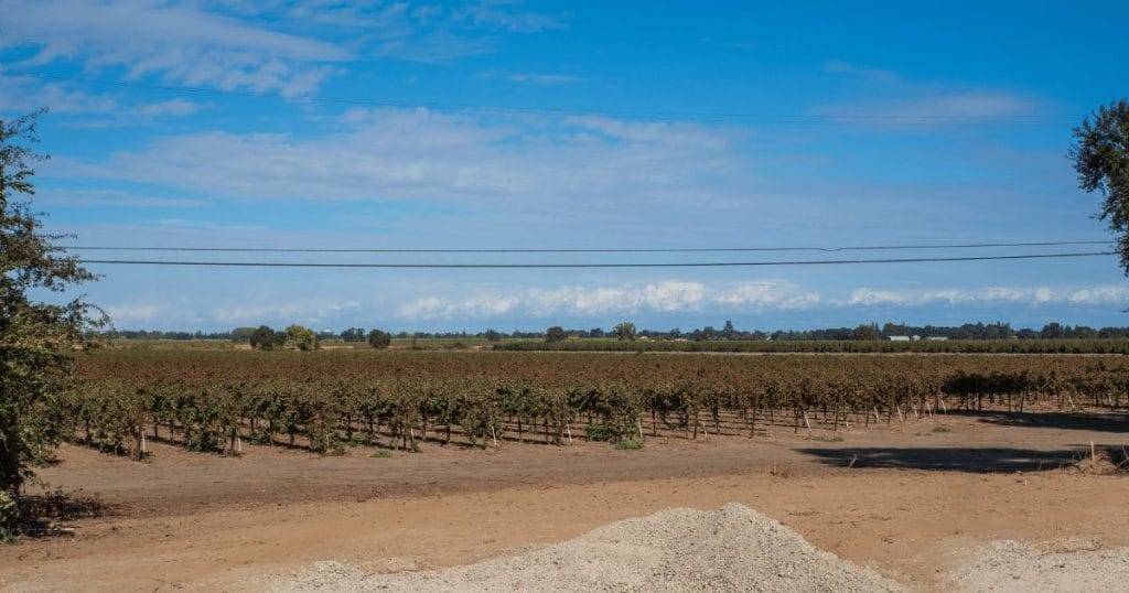 a picture a vineyard in northern california
