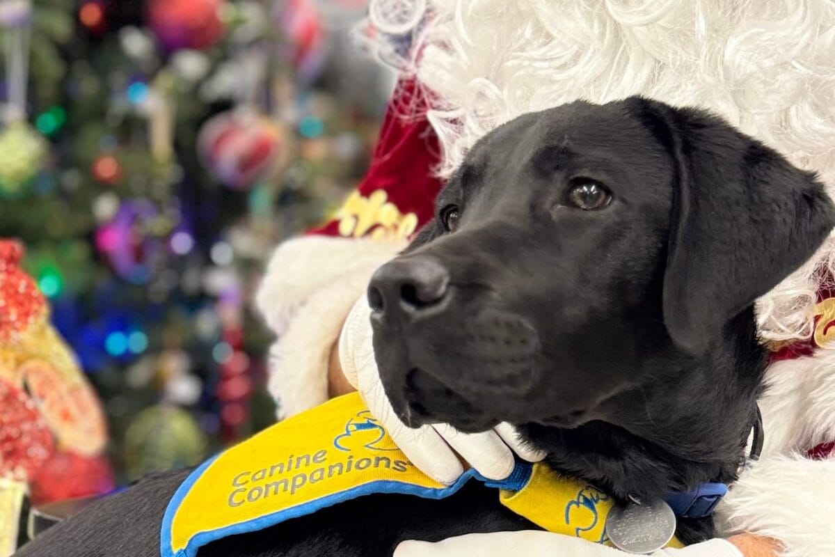 Gold Rush canine companion in training black lab