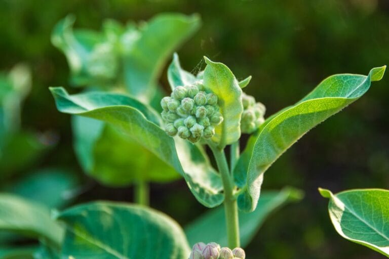 springtime in fair oaks