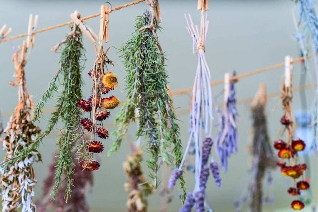 dried flowers meristem